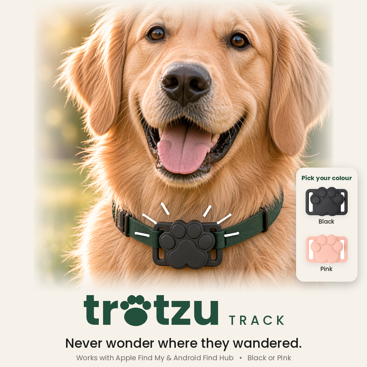 Golden retriever wearing the Trotzu Track paw tracker on its collar